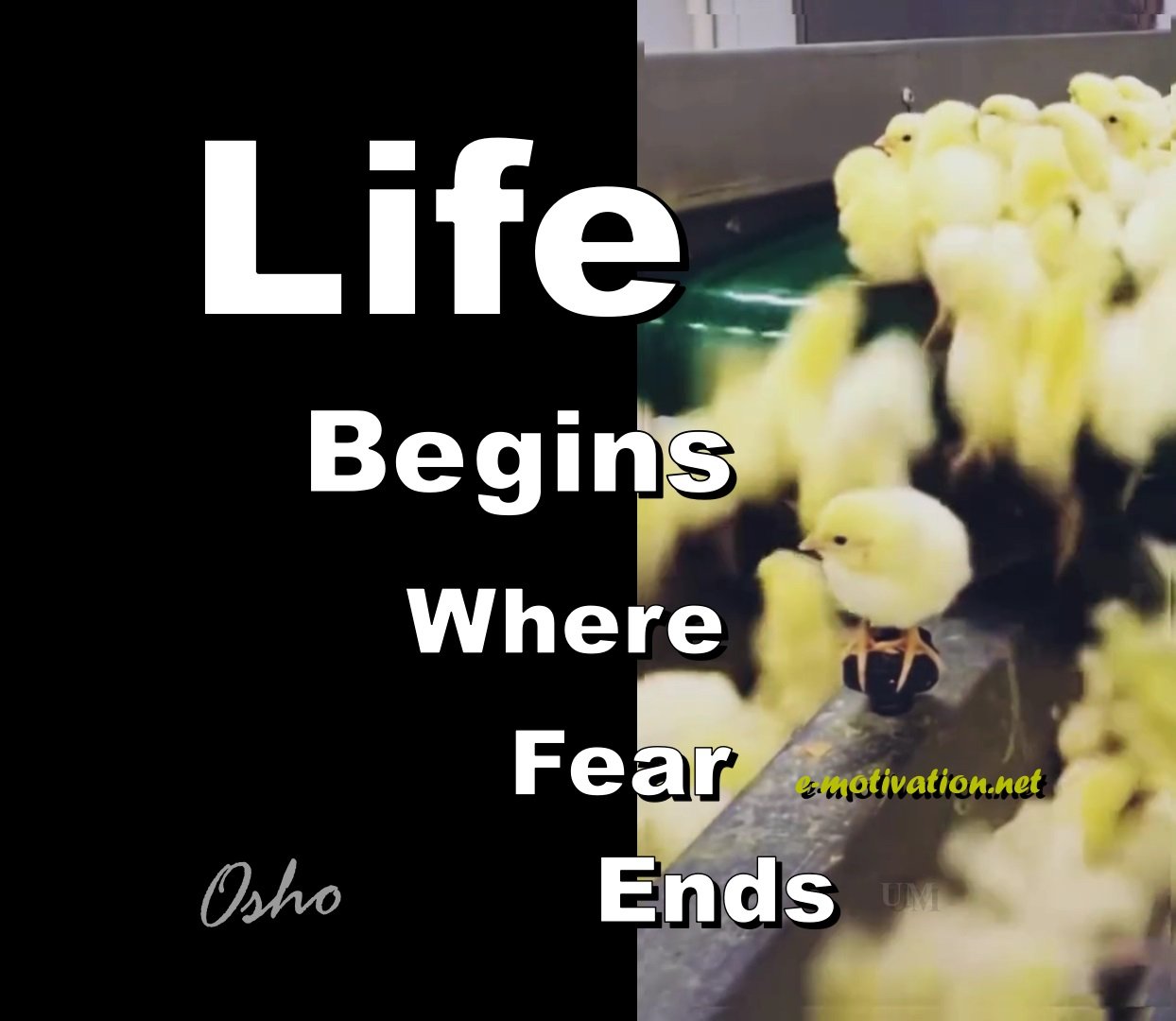 "Life begins where fear ends." Osho