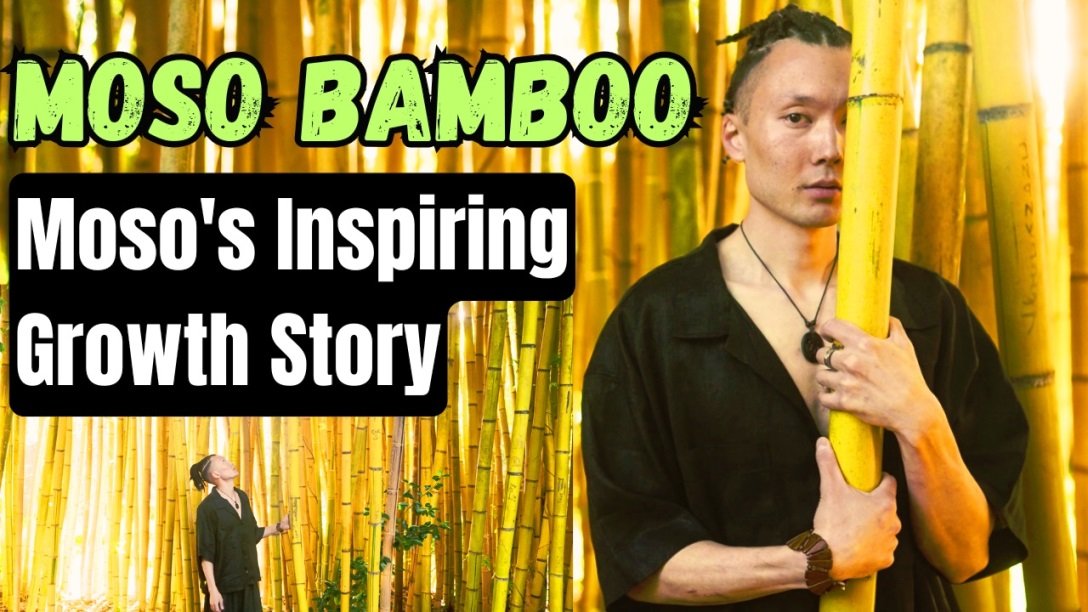 Moso's Inspiring Growth Story A special kind of bamboo tree that grows in the Far East, the Moso, has an inspiring story of growth.